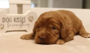 red labradoodle puppies available now Oregon breeder