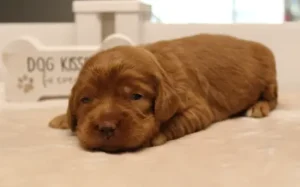 Suzy and Percy's litter can see!