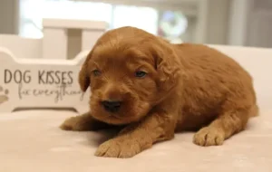 Suzy and Percy's litter can see!