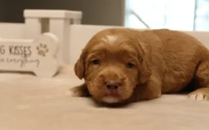 Suzy and Percy's litter can see!