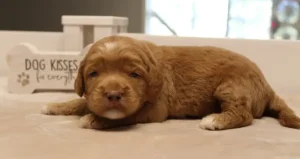 best Oregon labradoodle breeder nonshedding puppies