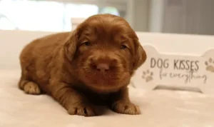 Suzy and Percy's litter can see!