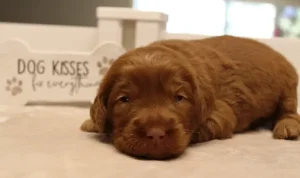 best Australian labradoodle puppies breeder Portland Oregon Tualatin