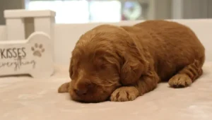 red labradoodle puppies Oregon Washington Vancouver