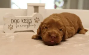 australian labradoodles puppies breeder Salem Tualatin Tigard Sherwood Oregon