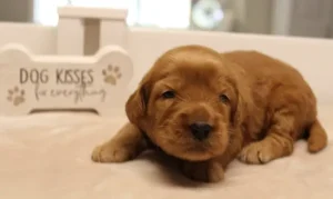 Suzy and Percy's litter