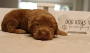 Suzy and Percy's litter can see!