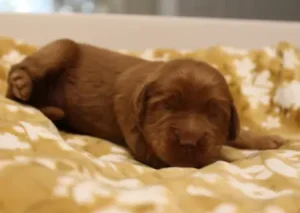 Suzy and Percy's puppies are here!