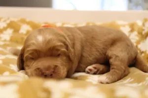 Suzy and Percy's puppies are here!