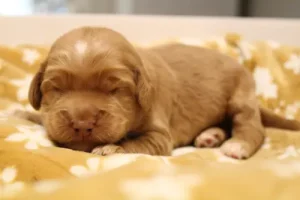 Week one Cracker jack 2