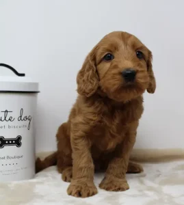 Suzy and Percy's puppies 