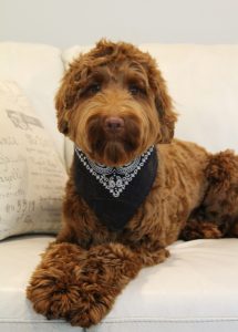 Lola, our caramel girl brings us medium and standard size pups