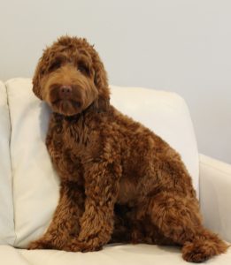 Lola, our caramel girl brings us medium and standard size pups