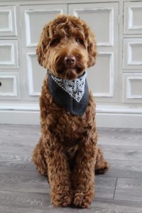 Lola, our caramel girl brings us medium and standard size pups