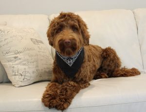 Lola, our caramel girl brings us medium and standard size pups