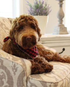 Lola, our caramel girl brings us medium and standard size pups