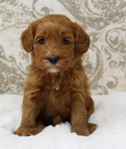 Mabel and Nelson's puppies are growing up