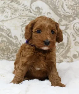 Mabel and Nelson's puppies are growing up