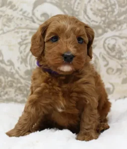Mabel and Nelson's puppies are growing up