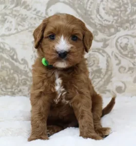 Portland Oregon labradoodle breeder Puppy Culture puppies