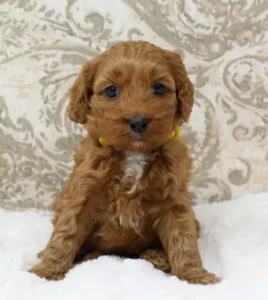 red labradoodles mini puppies available