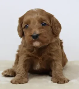 Four weeks Mandy 1 Four weeks Mandy 1