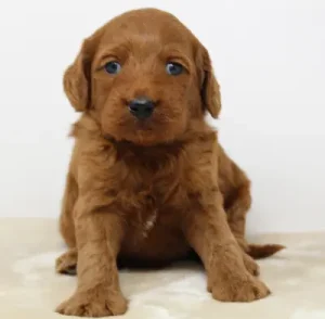 Four weeks Marcus 2 Four weeks Marcus 2