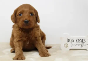 Four weeks Marcus Four weeks Marcus