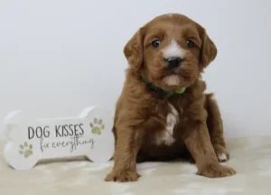 Four weeks Max therapy dogs labradoodle puppies available Oregon