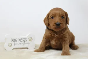 Four weeks Micah 2 Four weeks Micah 2