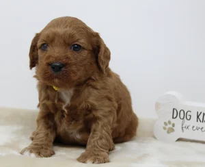 Four weeks Milly 2 Four weeks Milly 2