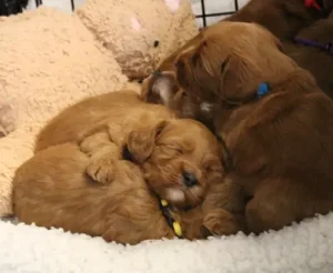 Four weeks litter 2 Four weeks litter 2