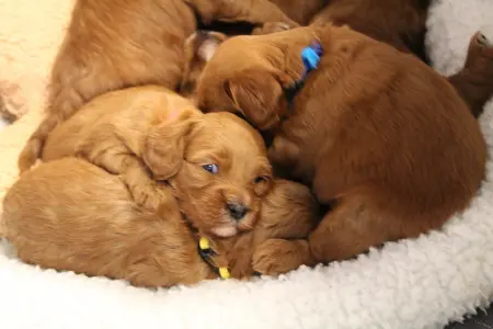 Mabel and Nelson’s puppies are here! Four weeks litter 4