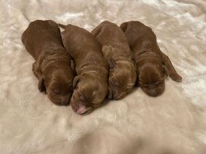 Litter boys 3 days old