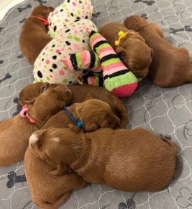 Litter week two Litter week two