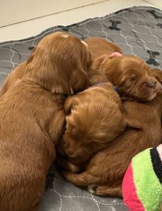 Litter week two 4 Litter week two 4