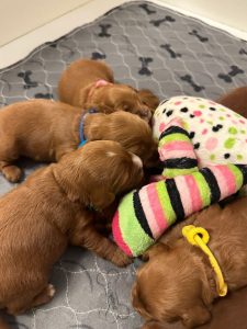 Litter week two 7 Litter week two 7