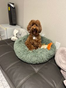 Mabel taking a break