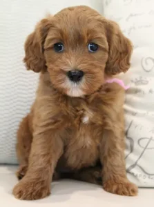 Seven weeks Madeline 2