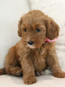 Seven weeks Madeline