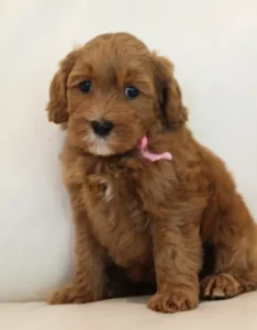 Seven weeks Madeline 3