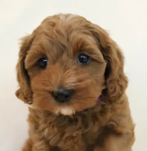 Seven weeks Mandy headshot