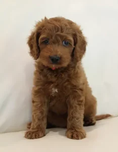 Seven weeks Marcus 1