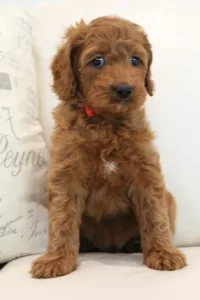 Seven weeks Marcus 2