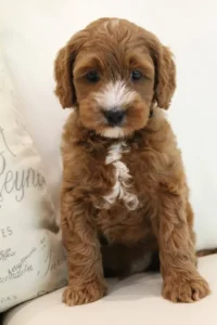 Mabel and Nelson's puppies