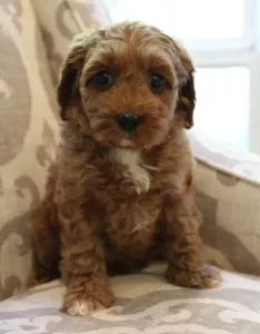 Mabel and Nelson's puppies are growing up