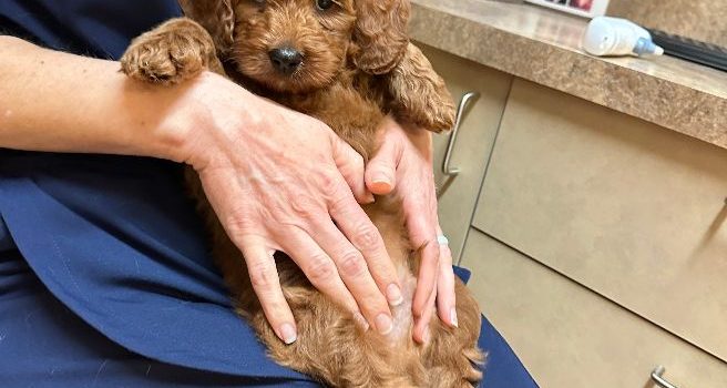 Mabel and Nelson’s puppies are growing up Seven weeks vet