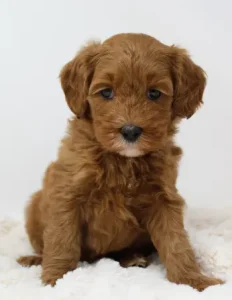 Mabel and Nelson's puppies are growing up!