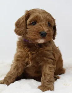 Guardianship labradoodles available