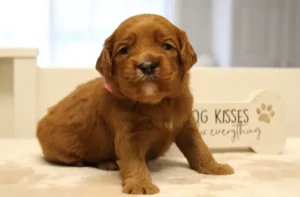 Three weeks Madeline Mable and Nelson's puppies are here!